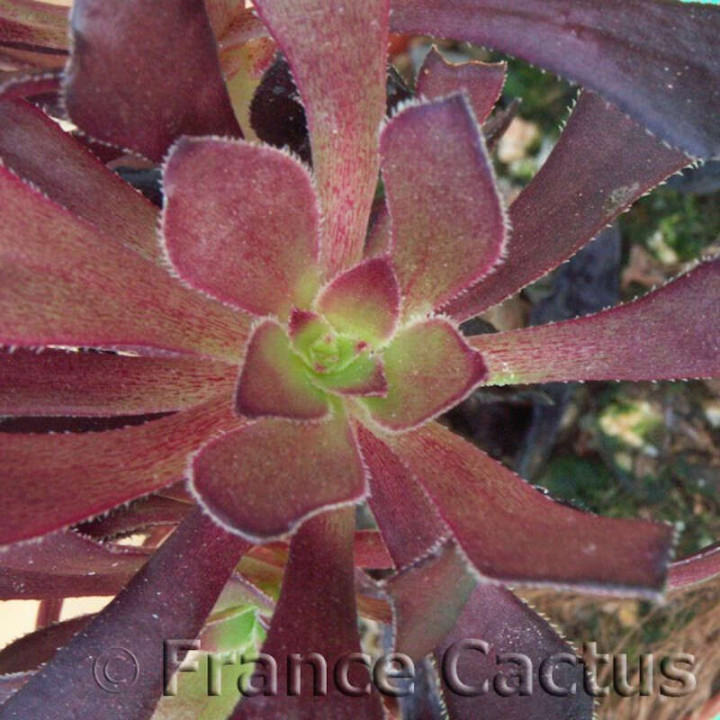 Aeonium arboreum atropurpureum détail