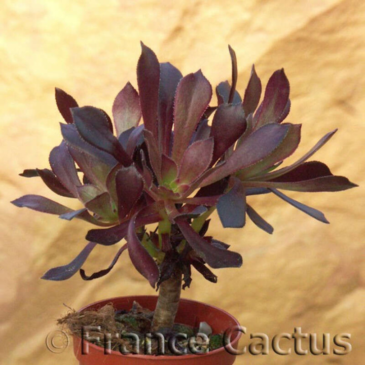 Aeonium arboreum atropurpureum