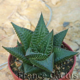 Haworthia limifolia 2