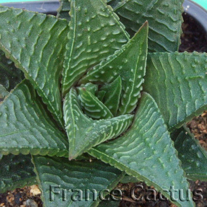 Haworthia limifolia 4