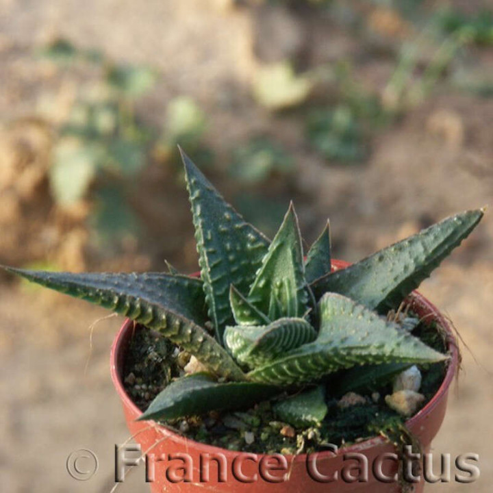 Haworthia limifolia 3