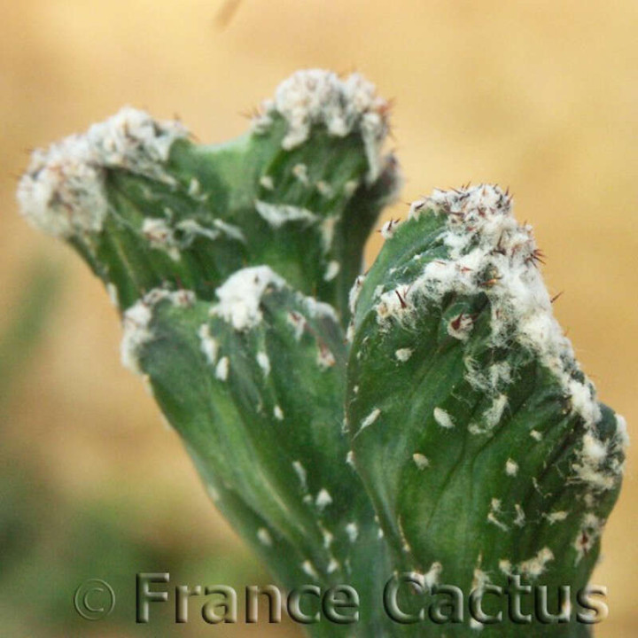 Monvillea spegazzinii f.cristata 4