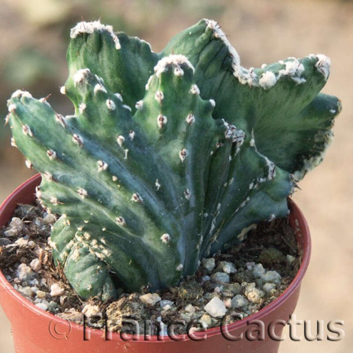 Monvillea spegazzinii f.cristata 1