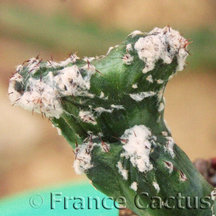 Monvillea spegazzinii f.cristata 5