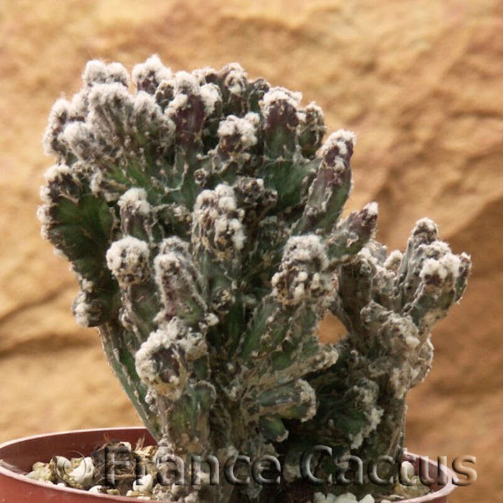 Monvillea spegazzinii f.cristata 2