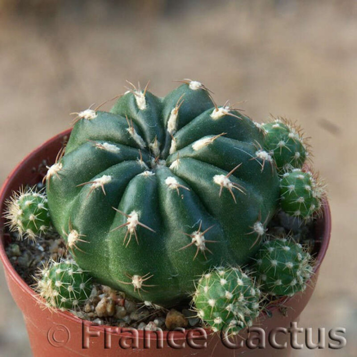 Matucana polzii 1