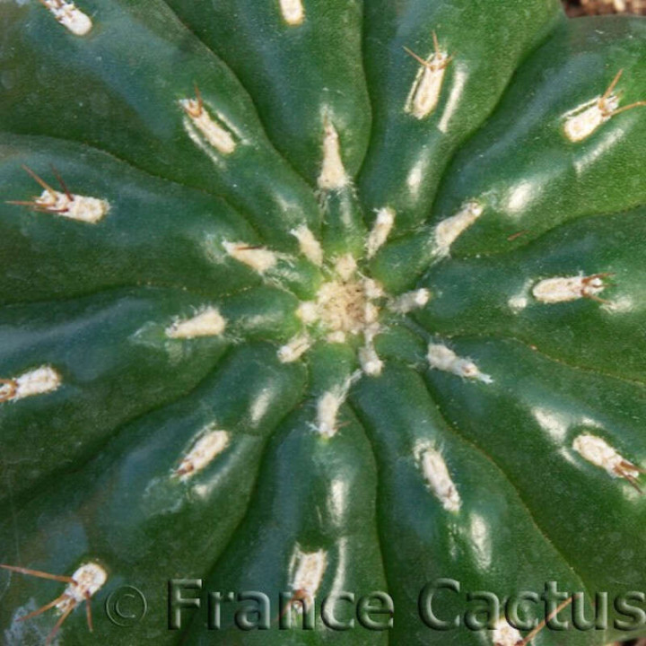 Matucana polzii 1