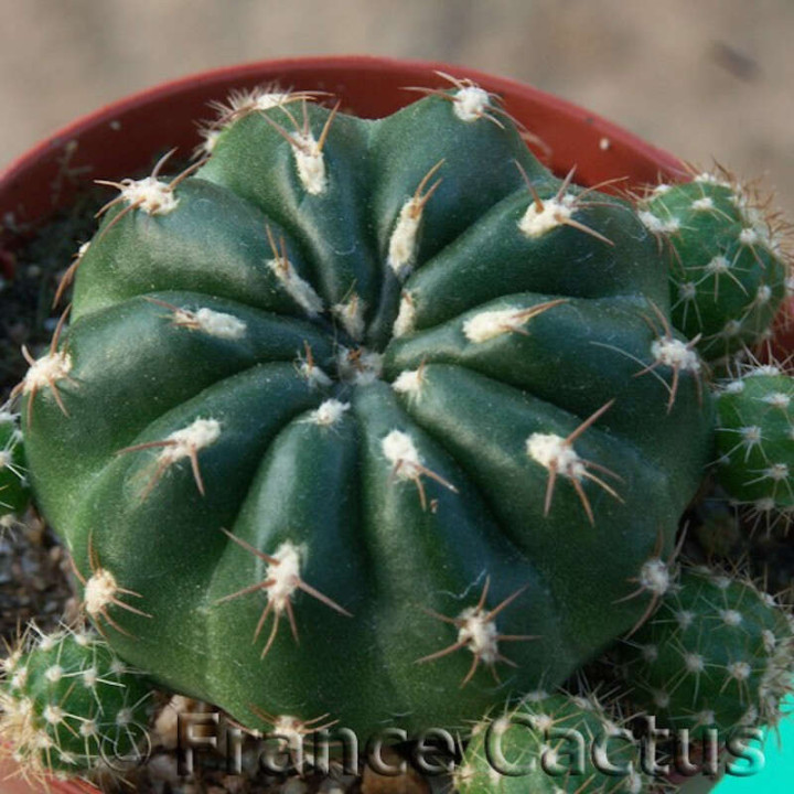 Matucana polzii 1