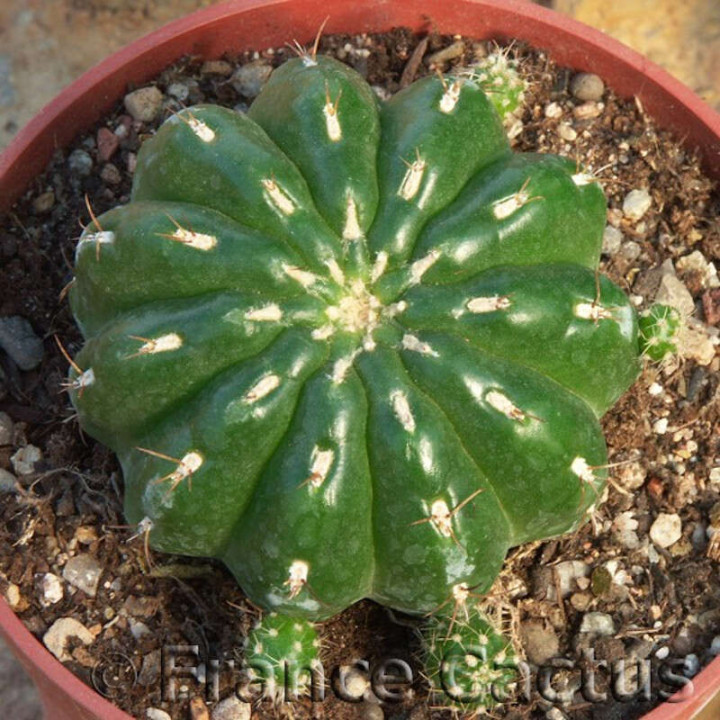 Matucana polzii 1