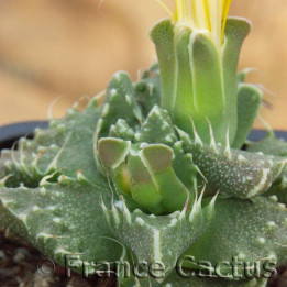 Faucaria Tuberculosa 1