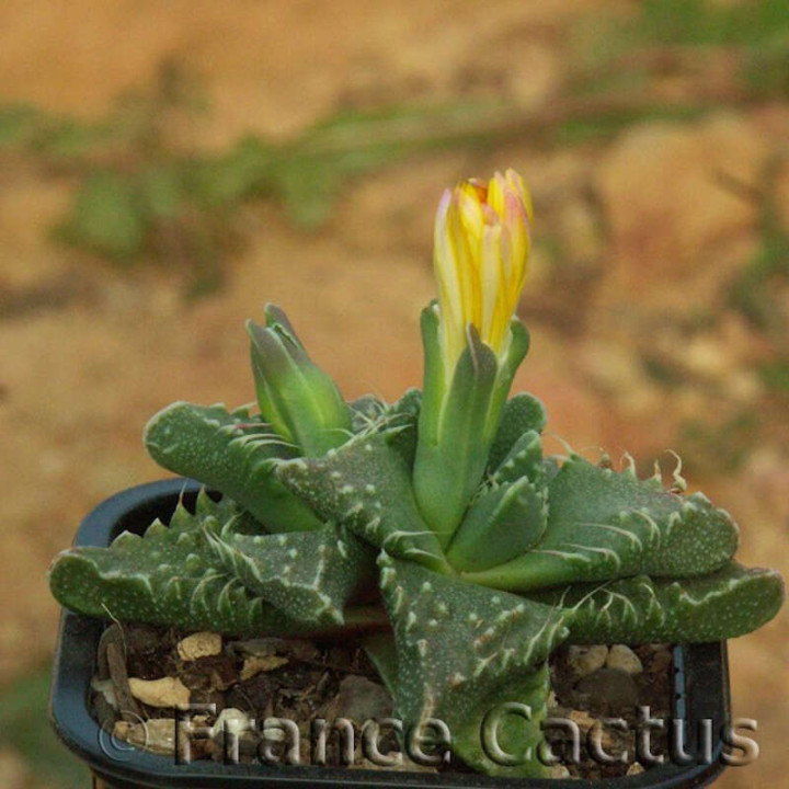 Faucaria Tuberculosa fleur 2