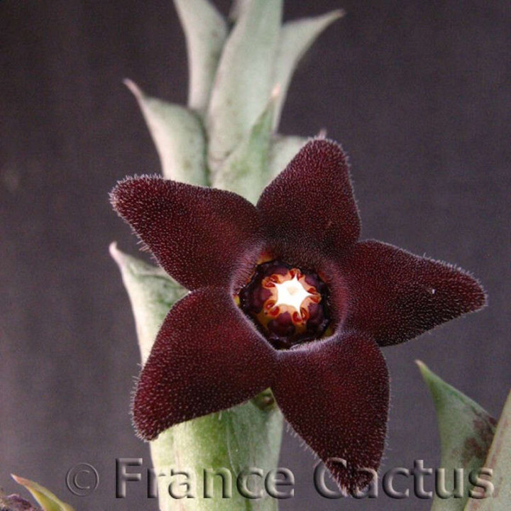 Caralluma hesperidum fleur