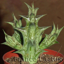 Caralluma hesperidum pot de 5