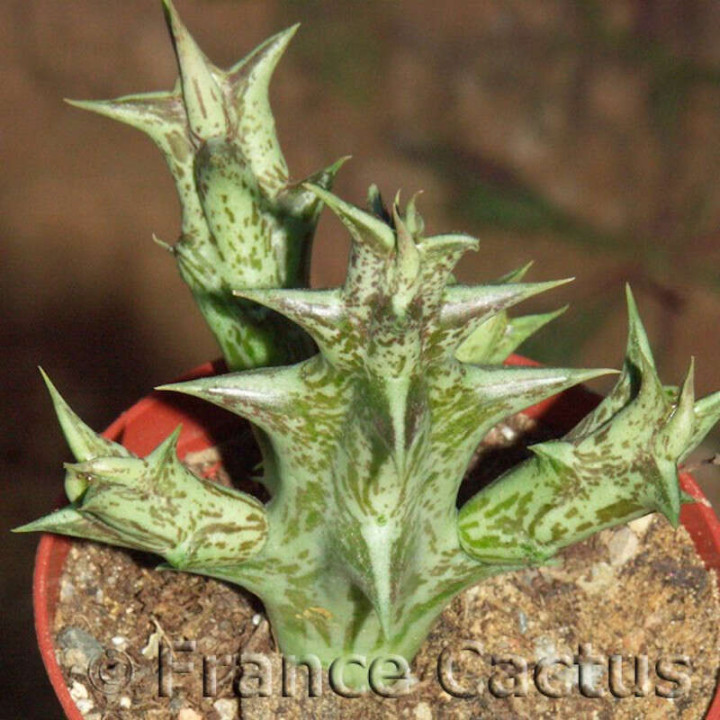 Caralluma hesperidum détail 1