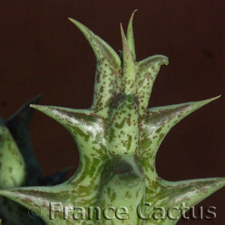 Caralluma hesperidum détail 2