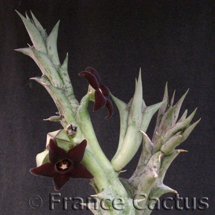 Caralluma hesperidum pot de 8
