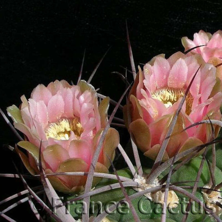Gymnocalycium tilcarense fleurs