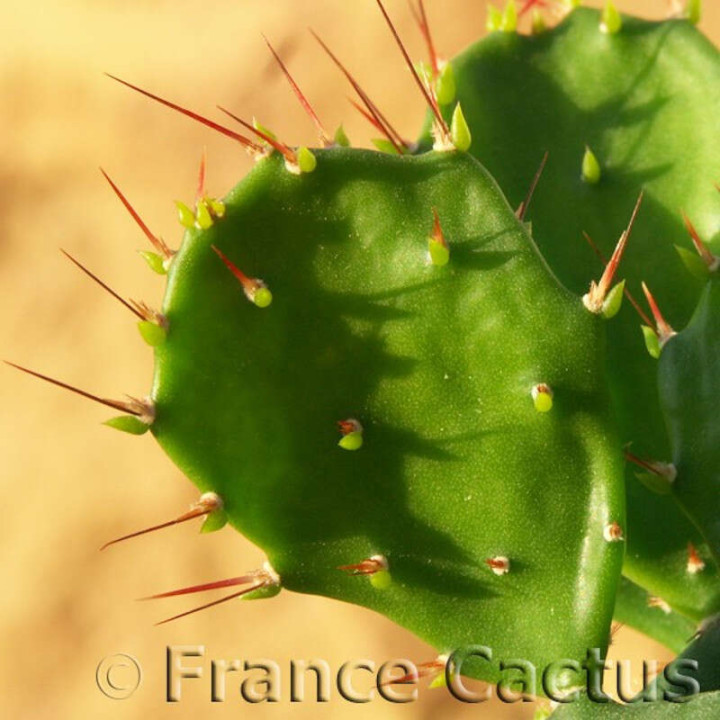 Opuntia Brasiliensis détail