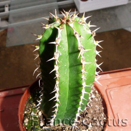 Euphorbia echinus 