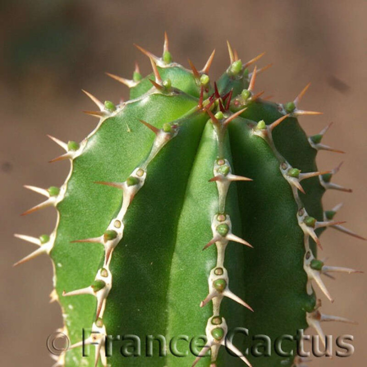 Euphorbia echinus détail 1