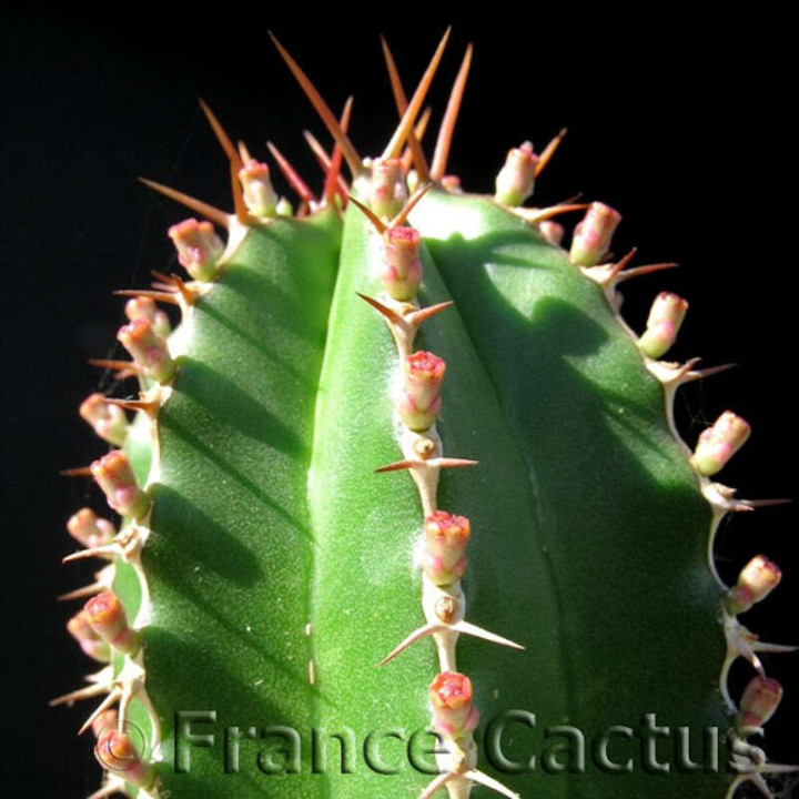 Euphorbia echinus détail 2
