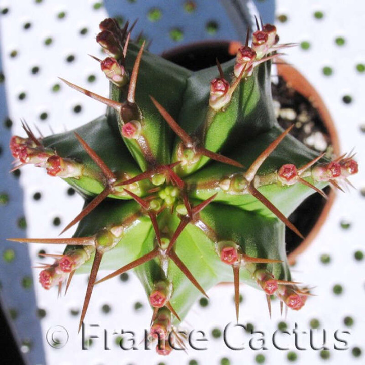 Euphorbia echinus détail 3