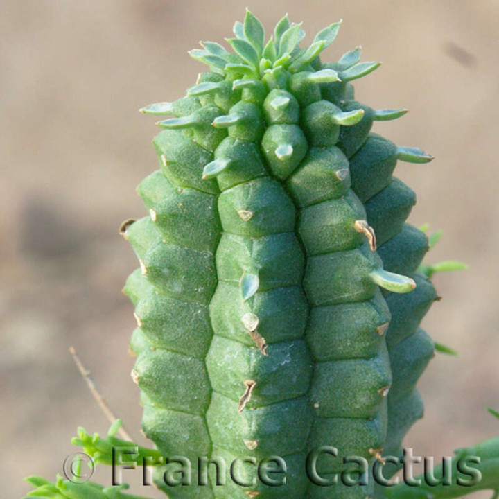 Euphorbia Fimbriata 3