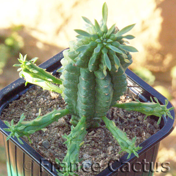 Euphorbia Fimbriata 2