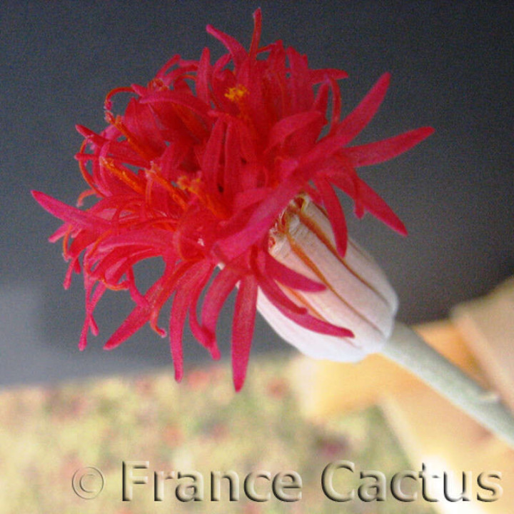 Senecio stapeliiformis 1