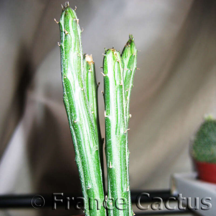 Senecio stapeliiformis 1