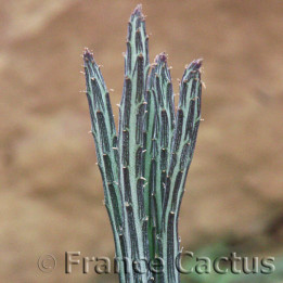 Senecio stapeliiformis 1