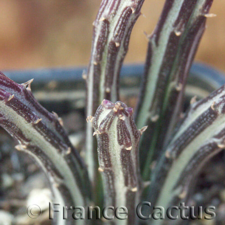 Senecio stapeliiformis 1