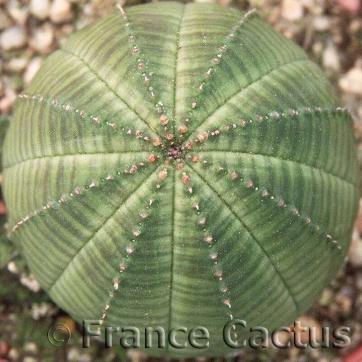 Euphorbia Obesa 3
