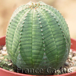 Euphorbia Obesa 1