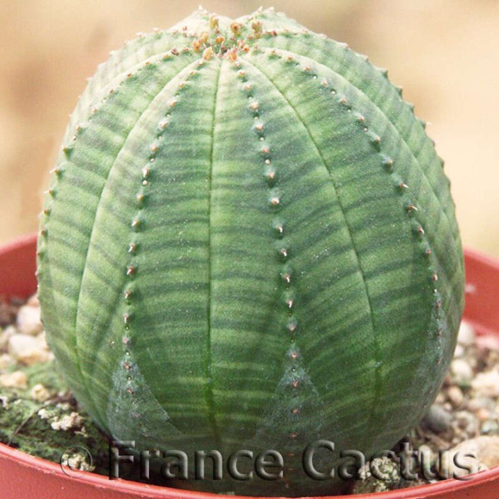 Euphorbia Obesa 1
