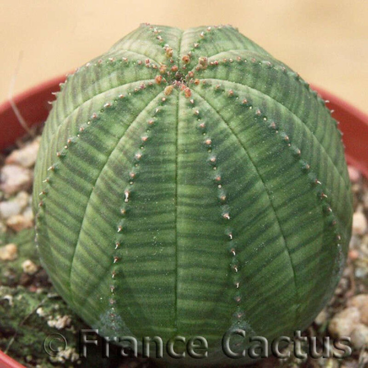 Euphorbia Obesa 2