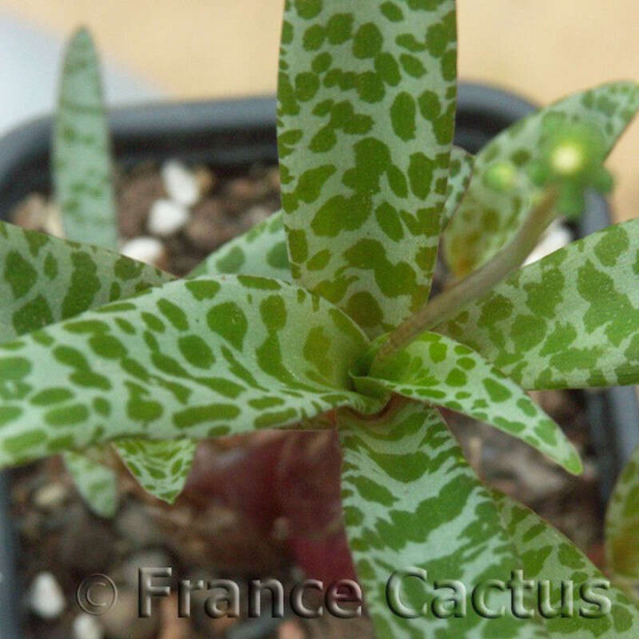 Ledebouria Socialis 3