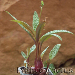 Ledebouria Socialis 1