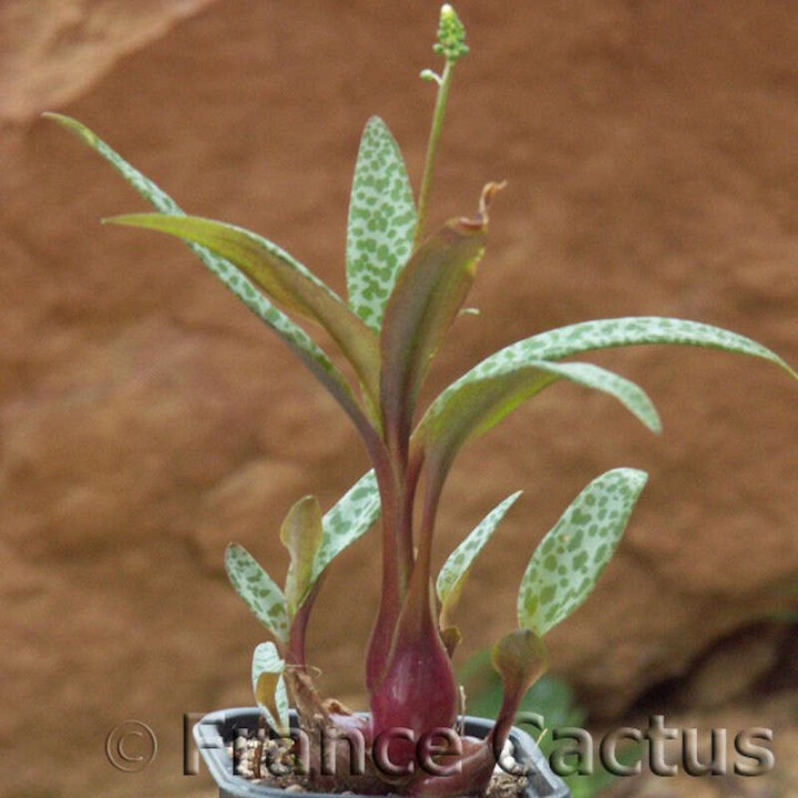 Ledebouria Socialis 1
