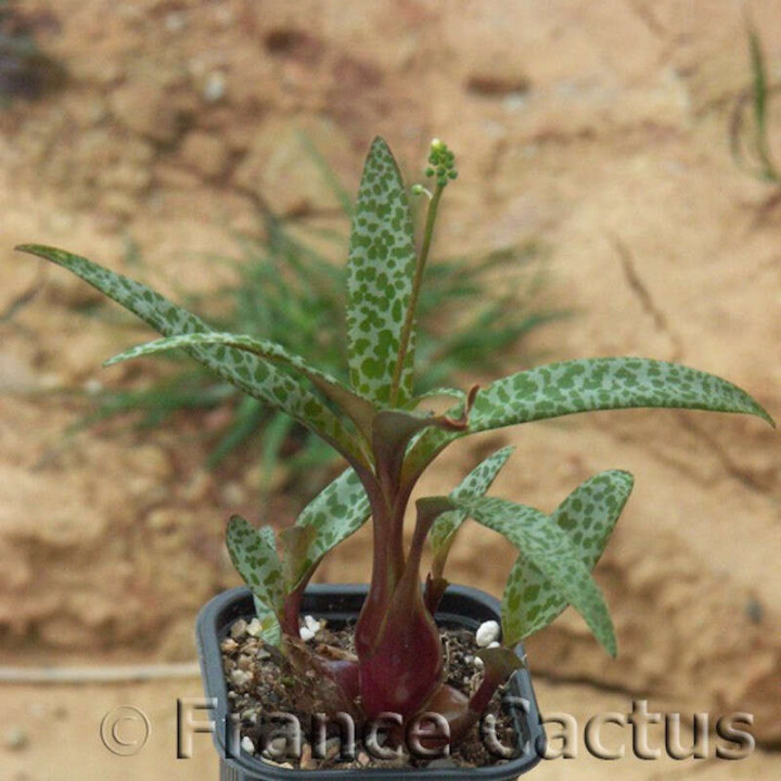 Ledebouria Socialis 2