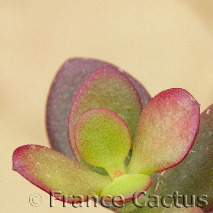 Crassula Ovata "minor" 