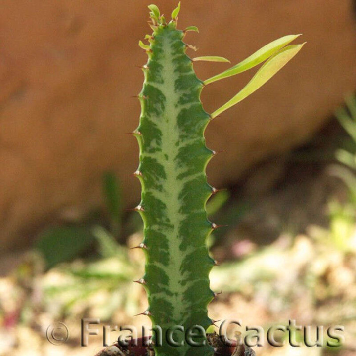 Euphorbia trigona 2