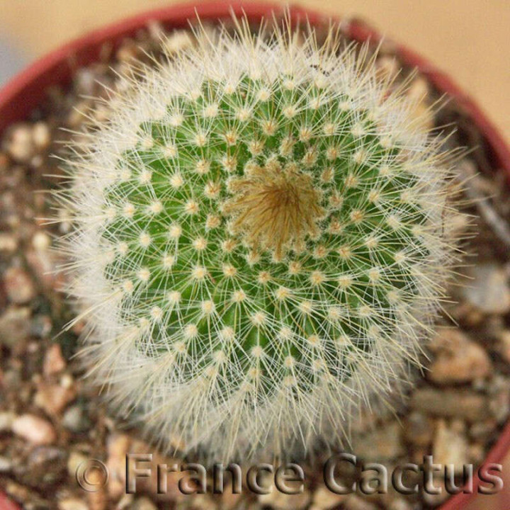 Parodia leninghausii 2