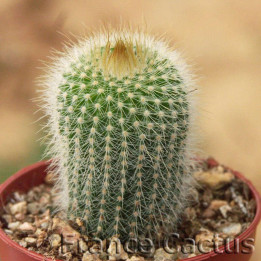 Parodia leninghausii 1