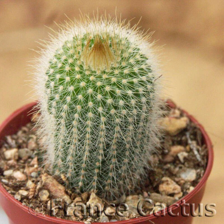 Parodia leninghausii 3