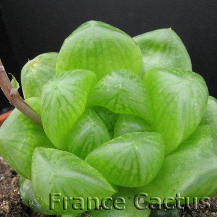 Haworthia obtusa