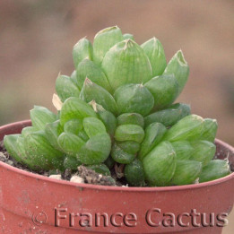 Haworthia obtusa 3