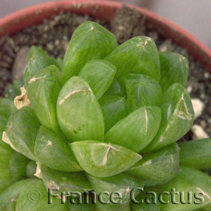 Haworthia obtusa 4
