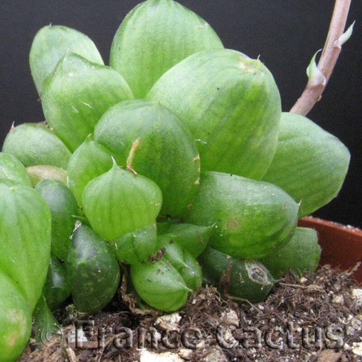 Haworthia obtusa 2