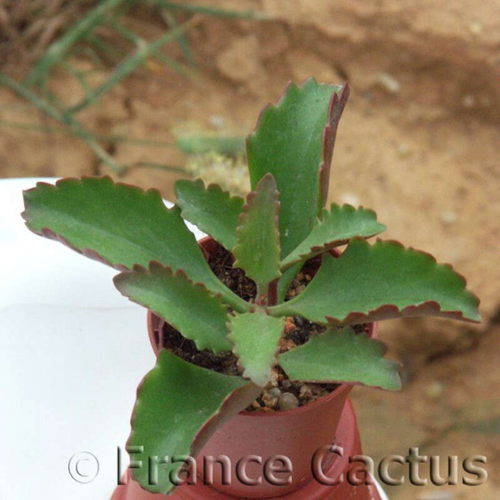 Kalanchoe sexangularis 2